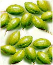 Terminalia Chebula Manufacturer Supplier Wholesale Exporter Importer Buyer Trader Retailer in Tuticorin Tamil Nadu India